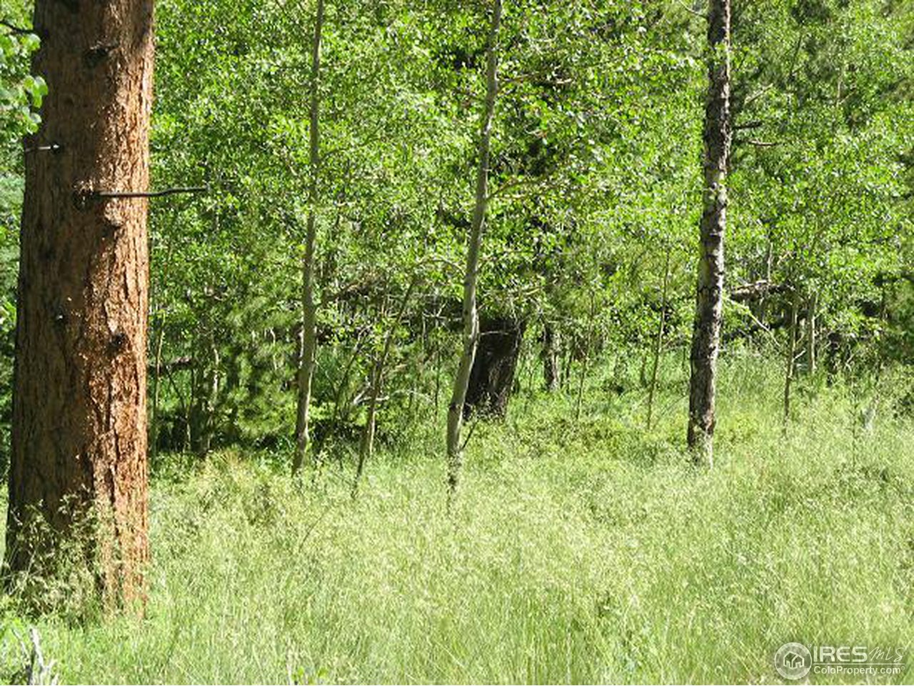 878 Crow Road Red Feather Lakes, CO 80545 - Photo 2 of 16 Meadows