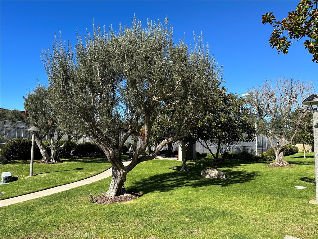 28005-28005 Ridgebluff Court Rancho Palos Verdes, CA 90275 - Photo 27 of 30 a view of a park with a tree