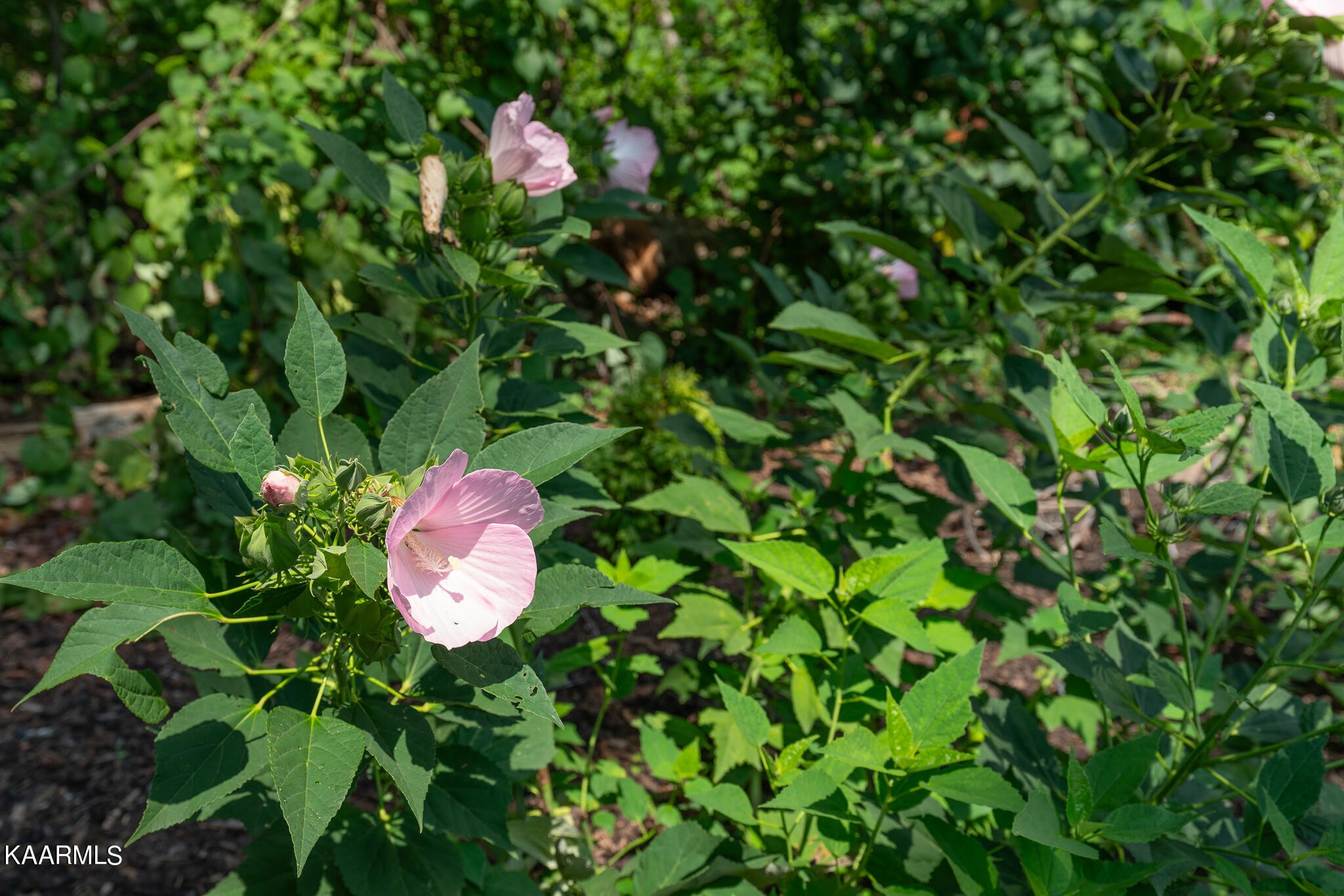 12405 Union Road Knoxville, TN 37934 - Photo 38 of 40 Gallery Image 38