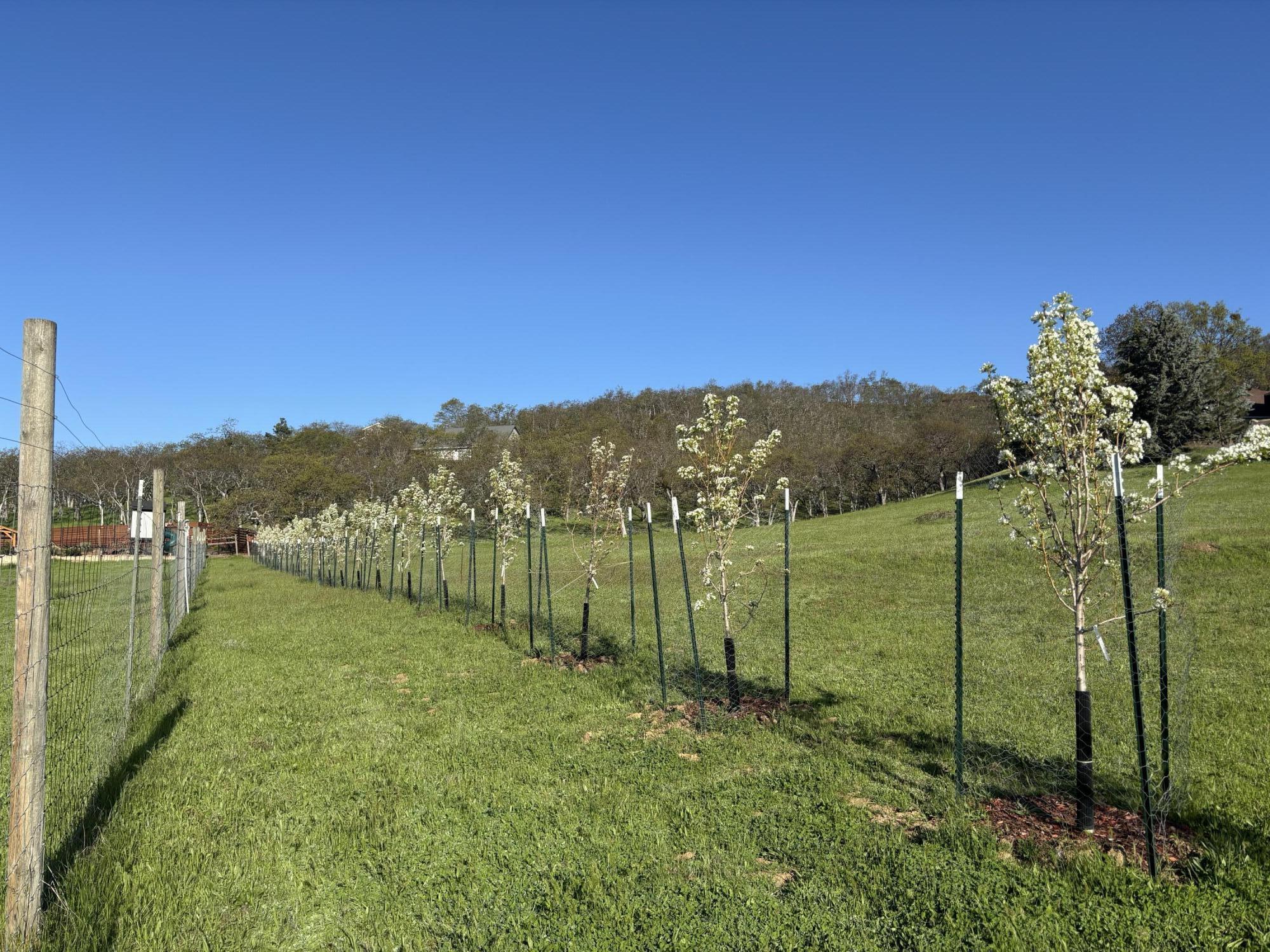 6015 Dark Hollow Road Medford, OR 97501 - Photo 85 of 95 Pear Trees