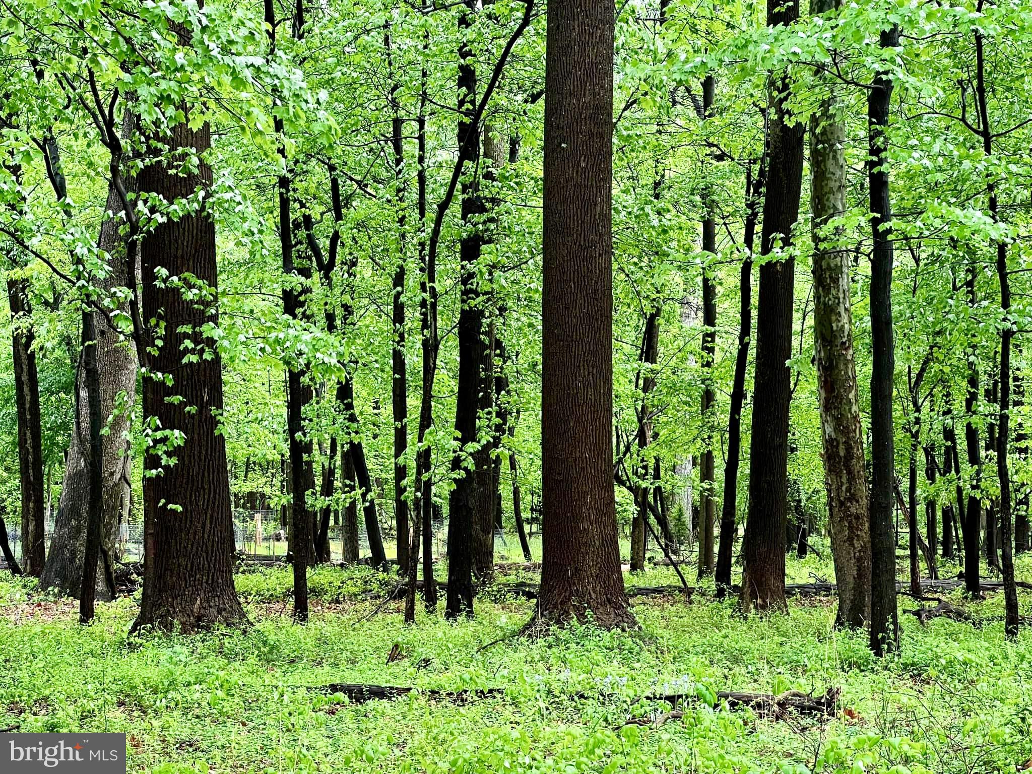 1708 Ladd Street Silver Spring, MD 20902 - Photo 41 of 55 Springtime on the trails