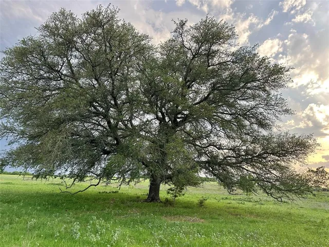 a view of green field with trees in the background
