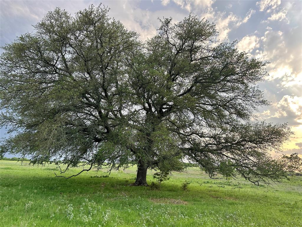 3023 S South Goldthwaite, TX 76844 - Photo 30 of 40 a view of green field with trees in the background