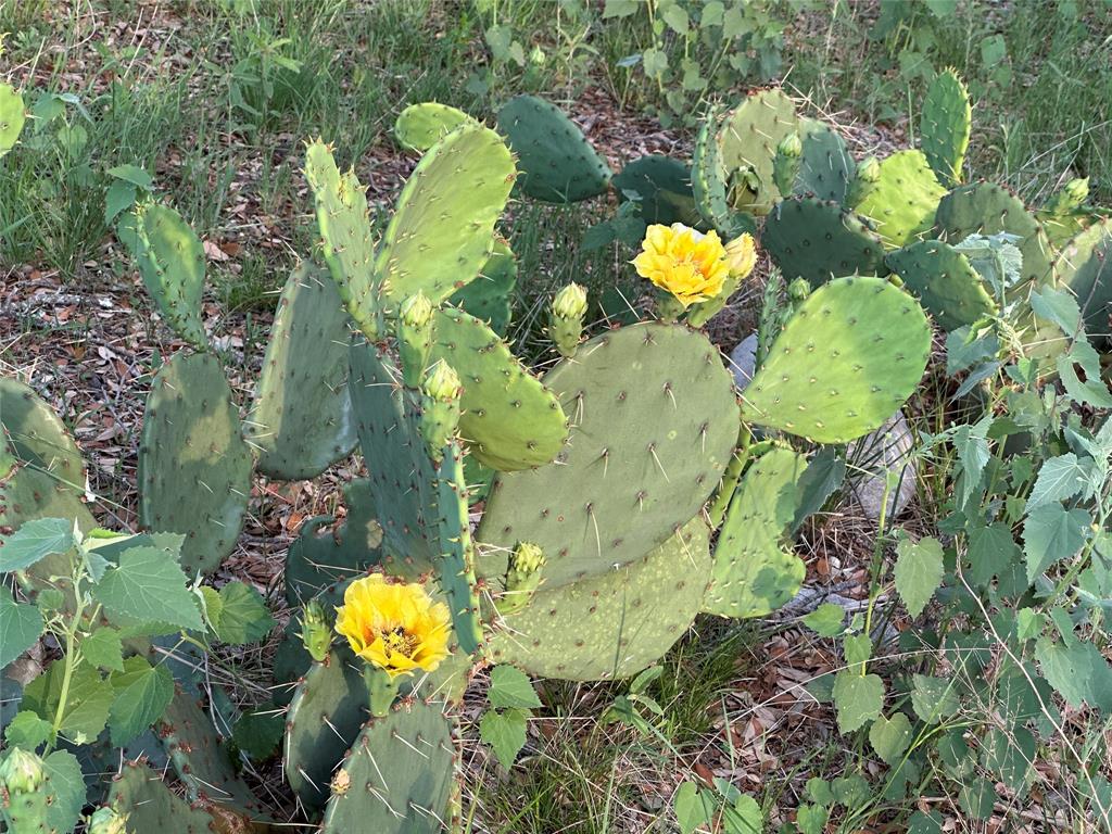 3023 S South Goldthwaite, TX 76844 - Photo 8 of 40 a view of a flower in a garden
