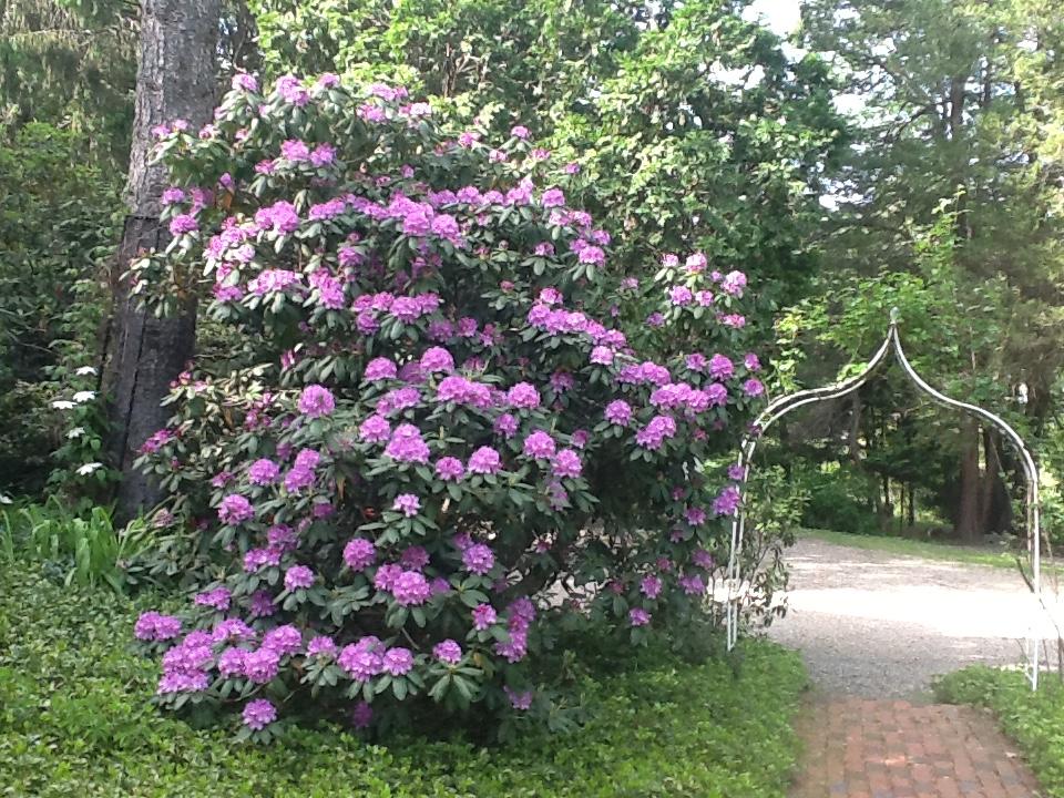 65 Nursery Road New Canaan, CT 06840 - Photo 31 of 37 a view of a flower in a garden