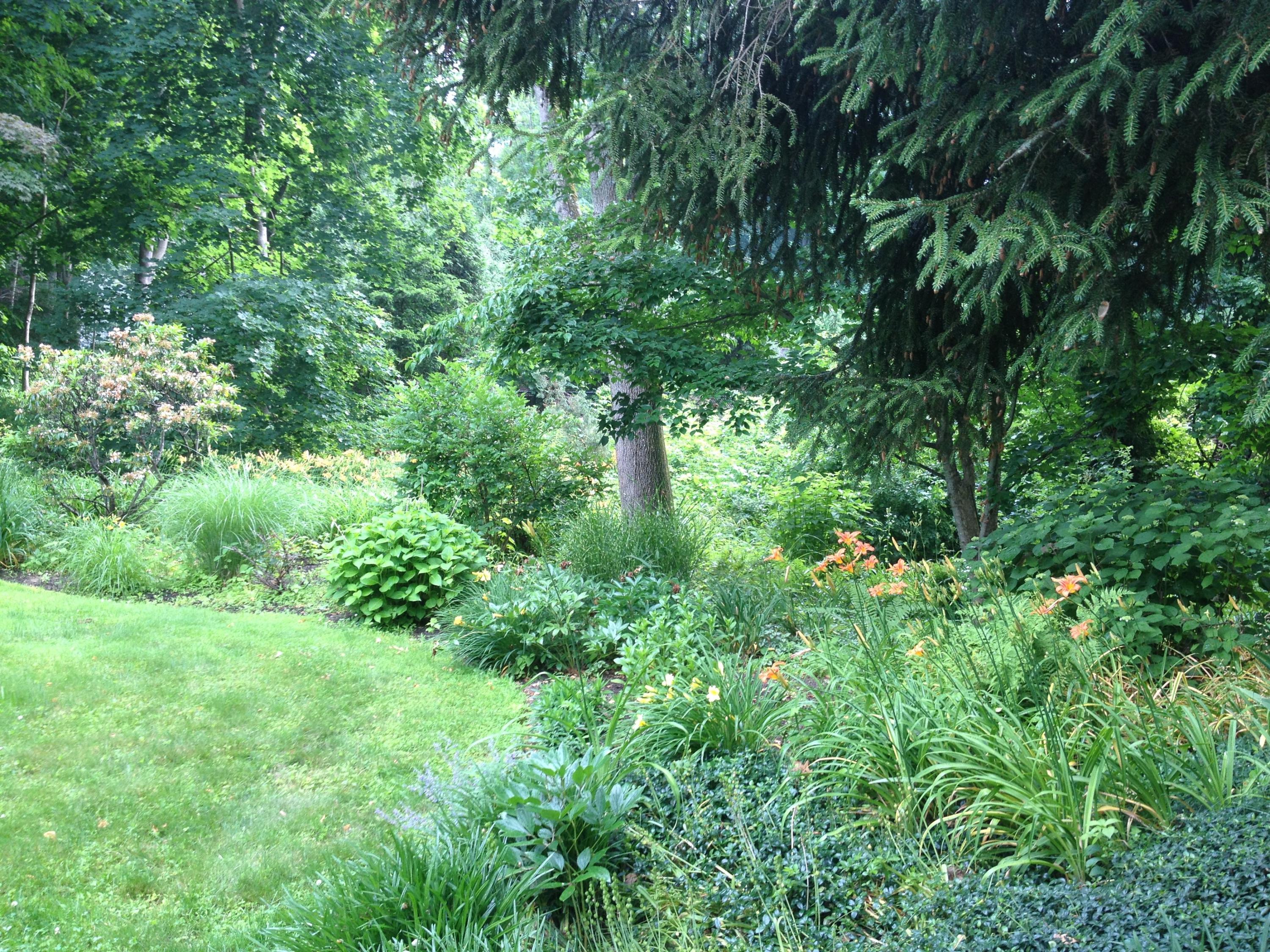 65 Nursery Road New Canaan, CT 06840 - Photo 32 of 37 a view of a lush green forest