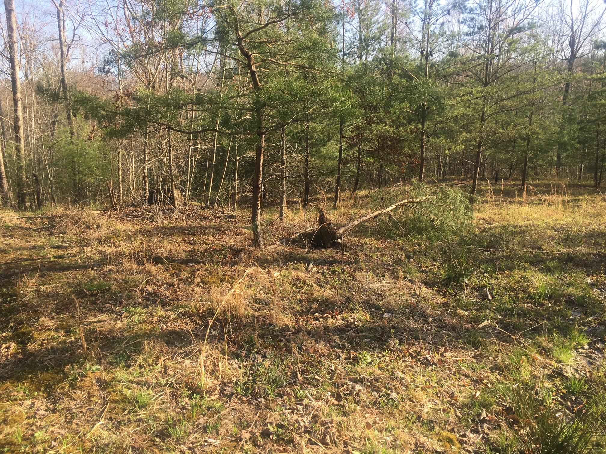 2347 Paint Rock Road Oneida, TN 37841 - Photo 9 of 21 paint rock woods