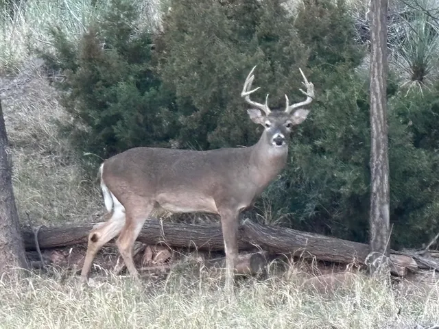 a backyard of a house with lots of trees