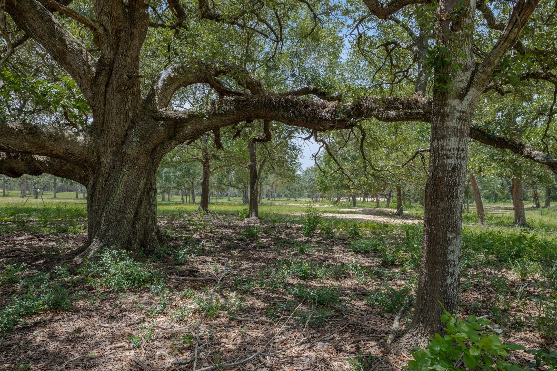 16204 Newberg Road New Ulm, TX 78950 - Photo 17 of 40 Gallery Image 17