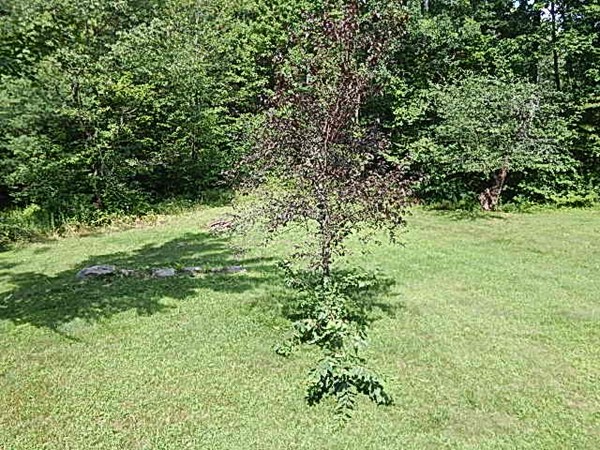 209 Wendell Road Montague, MA 01349 - Photo 7 of 13 Gallery Image 7