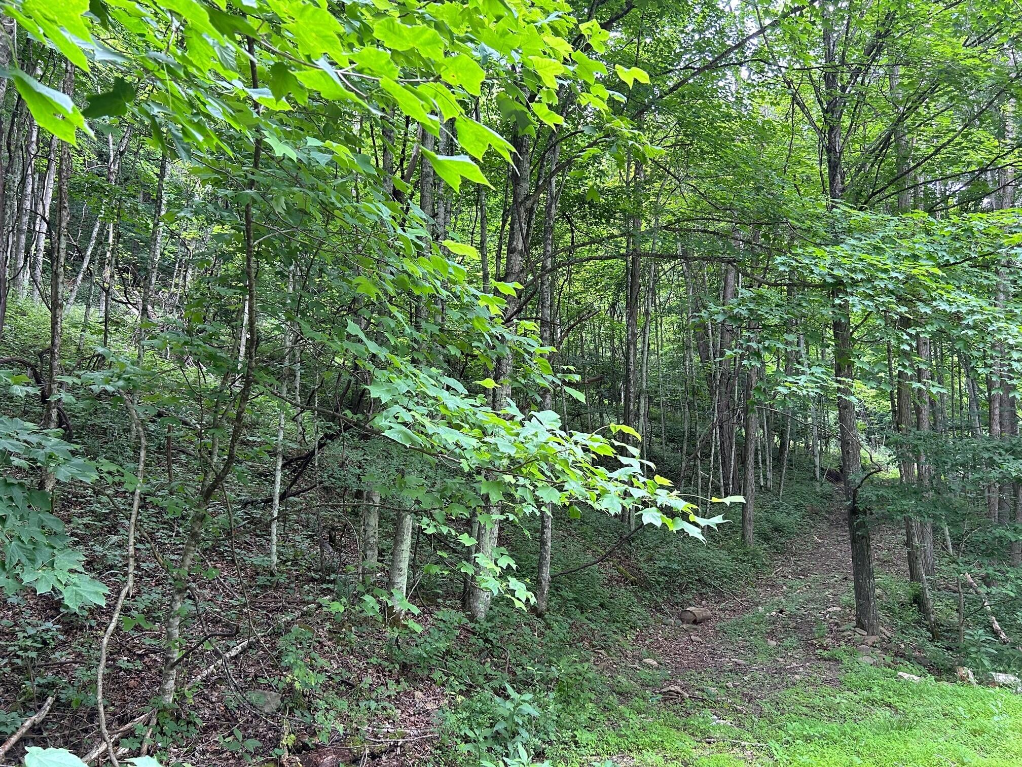2360 Robins Fork Road Renick, WV 24966 - Photo 1 of 13 Gallery Image 1