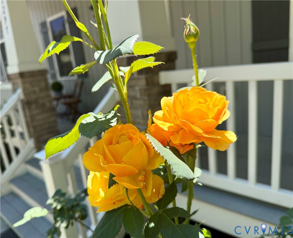 1297 Manfield Road Aylett, VA 23009 - Photo 10 of 42 Assorted Stunning Roses in front yard