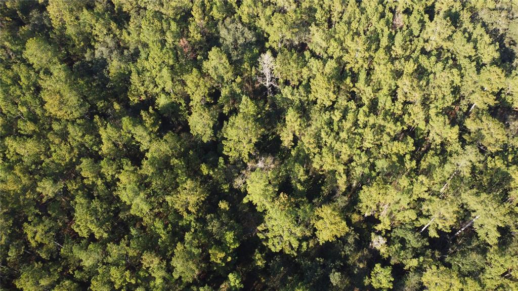 4619 State Rte 100 Bunnell, FL 32110 - Photo 6 of 6 a view of a yard