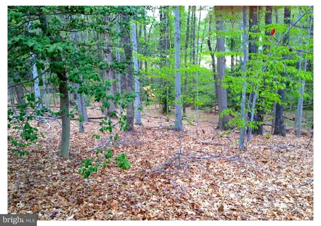 a view of a yard with plants and large trees