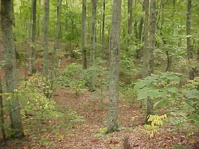 0 Spur Road Six Mile, SC 29682 - Photo 1 of 1 Gallery Image 1