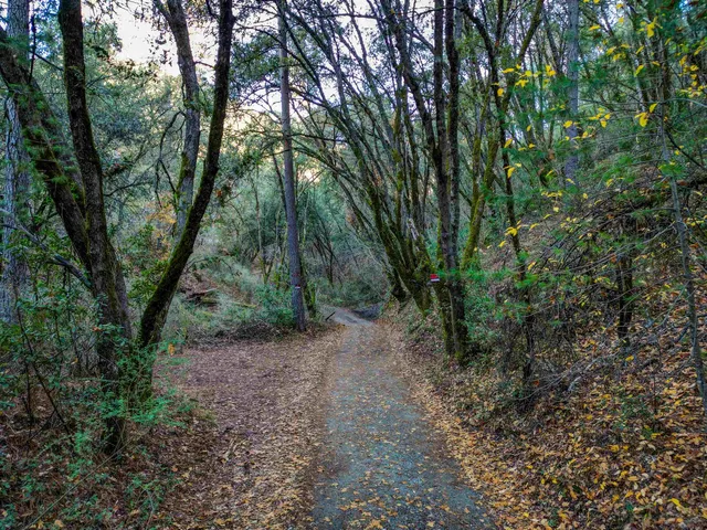 a backyard of a house with large trees and plants