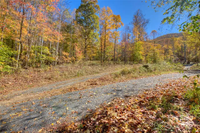 a view of a yard with trees