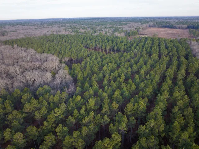 a view of a lush green forest with lush green forest
