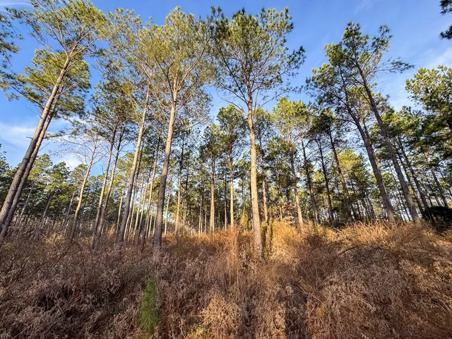a close up of a bunch of flowers