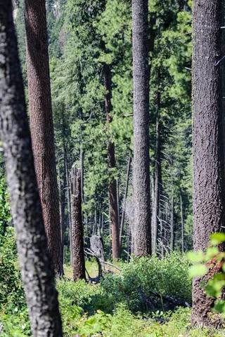 $3,300,000 | 5110 Highway 95, New Meadows, ID 83654