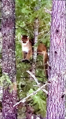 $3,300,000 | 5110 Highway 95, New Meadows, ID 83654