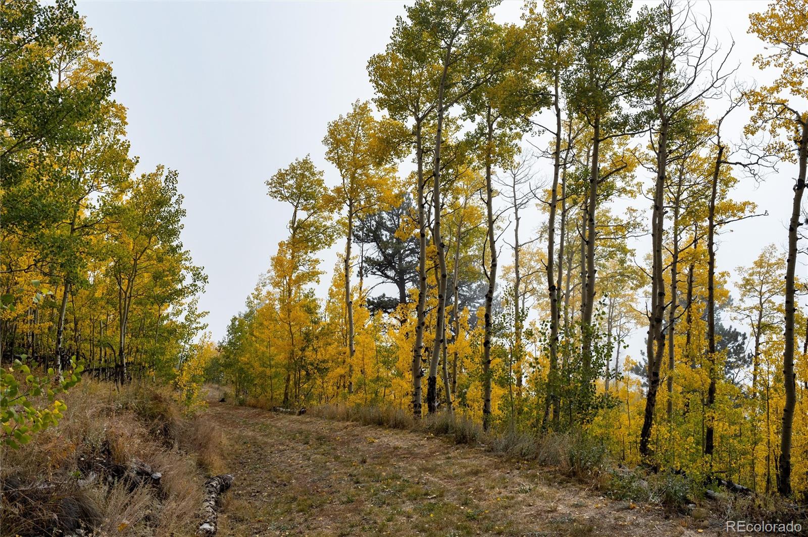 0 Robinson Hill Road Black Hawk, CO 80422 - Photo 9 of 38