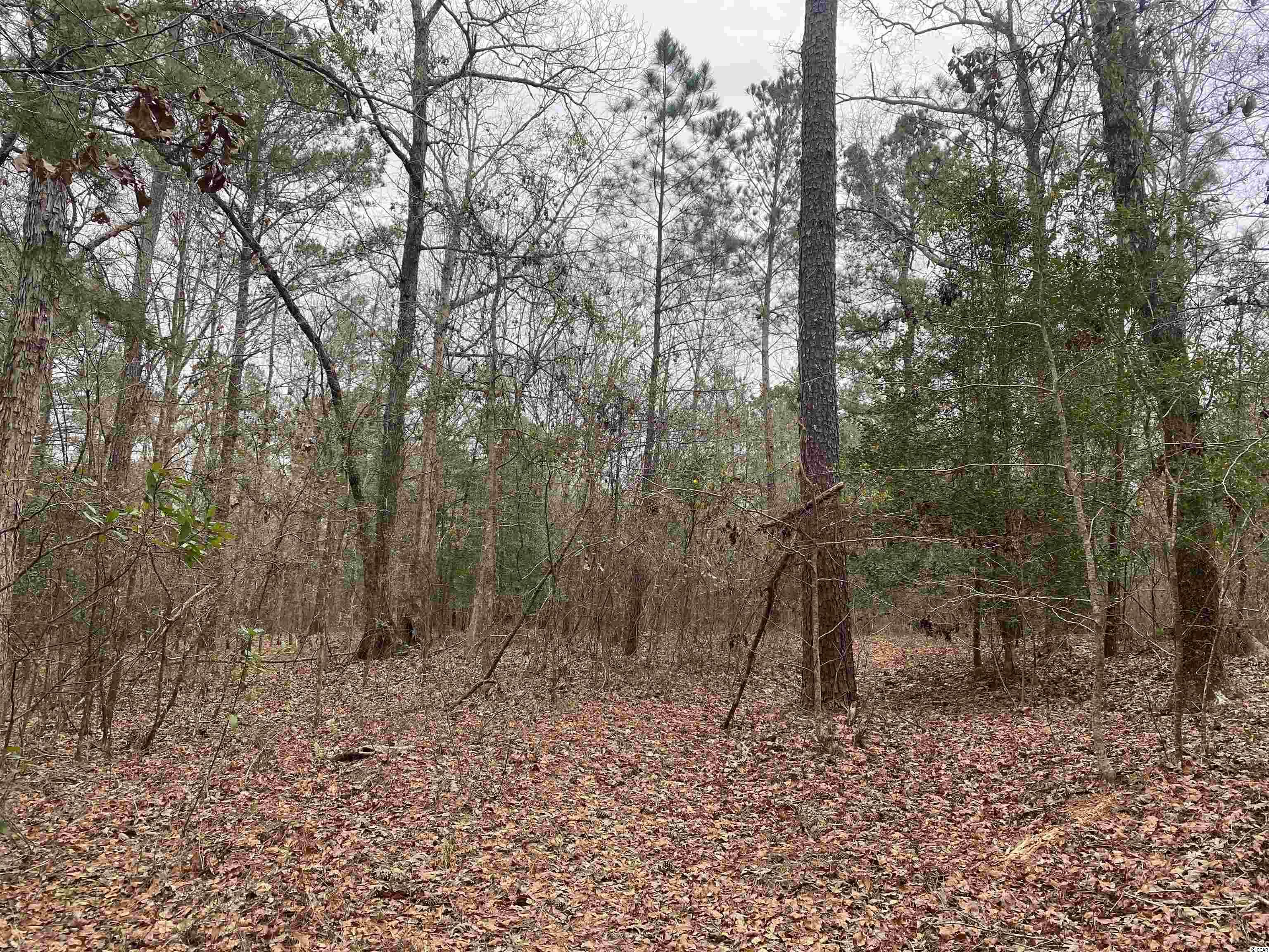 Clear Pond Road Conway, SC 29526 - Photo 2 of 7 Gallery Image 2