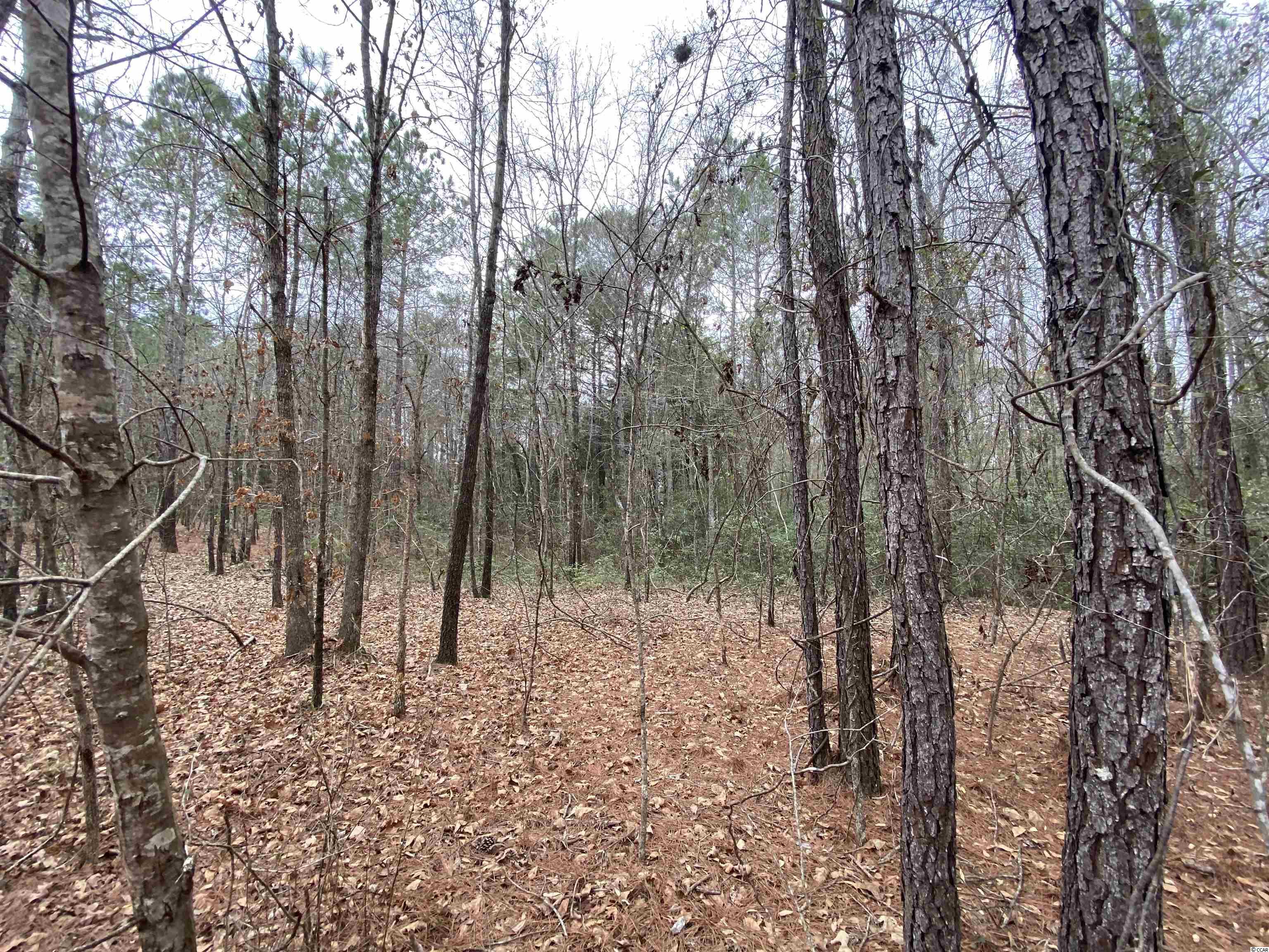 Clear Pond Road Conway, SC 29526 - Photo 4 of 7 Gallery Image 4