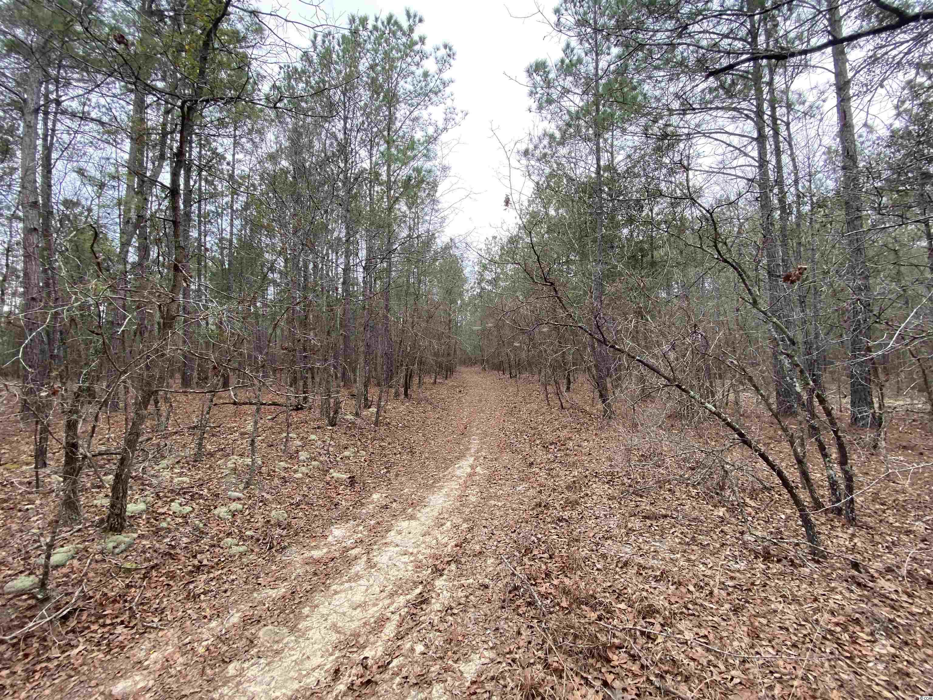Clear Pond Road Conway, SC 29526 - Photo 6 of 7 Gallery Image 6