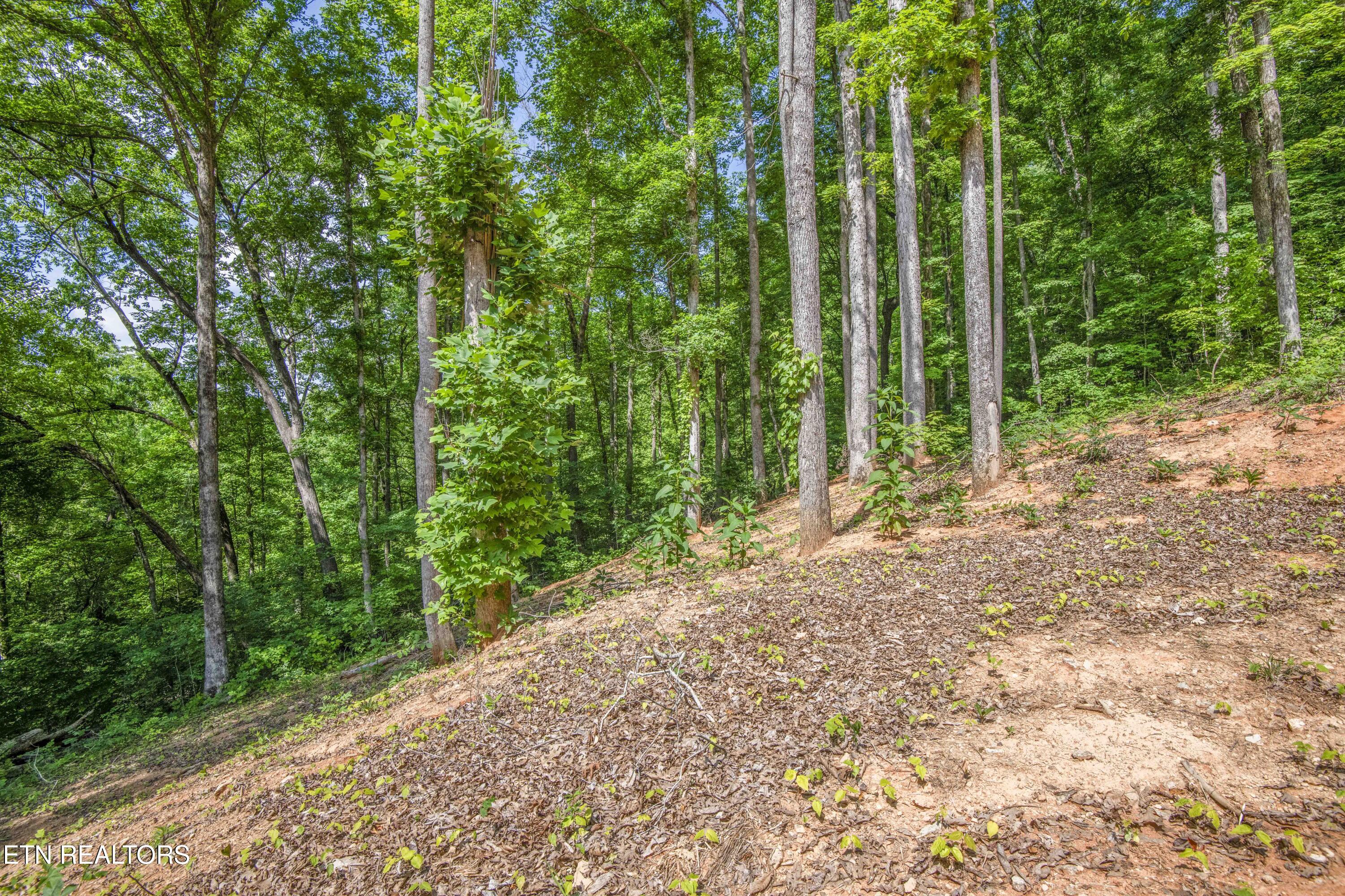 237 Johnson Valley Road Philadelphia, TN 37846 - Photo 29 of 35 yard 1_1