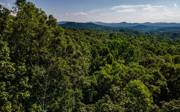 a view of a lush green forest with a mountain in the background