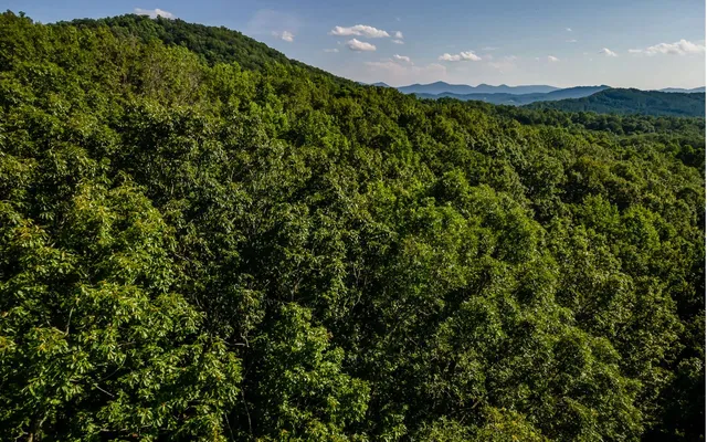 a view of a tree in a yard