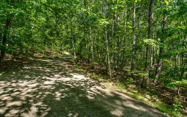 a view of a yard with a tree