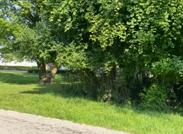 a view of park with large trees