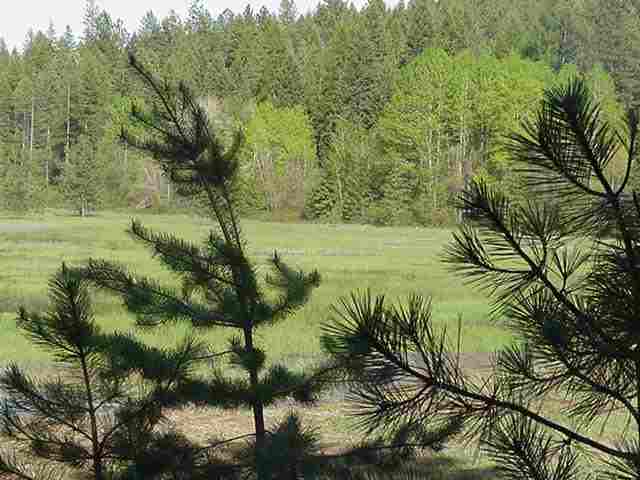 0 Little Sweden Road Valley, WA 99181 - Photo 4 of 4