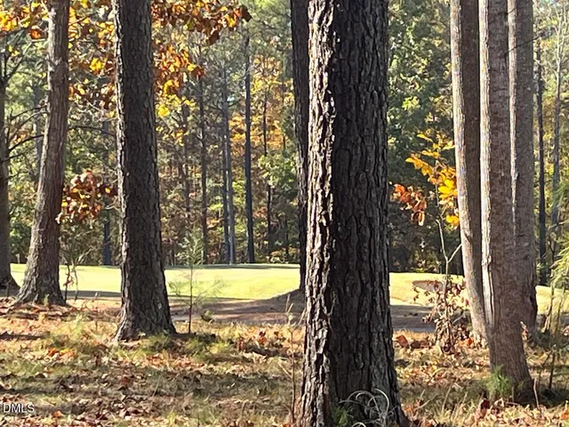 a view of tall trees
