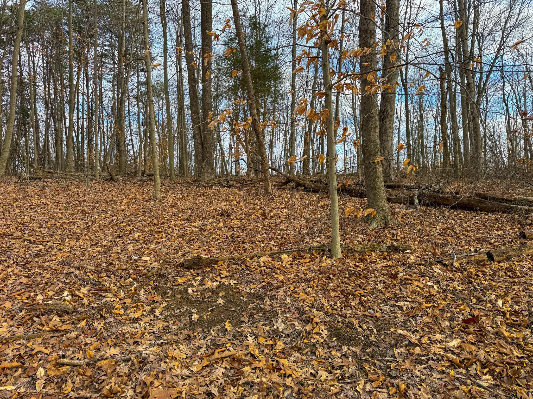 0 Long Fork Road Piketon, OH 45661 - Photo 22 of 37 Long fork rd.-22