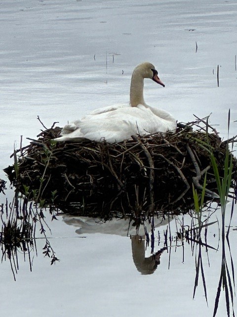 18 Maple Root Road Coventry, RI 02816 - Photo 36 of 44