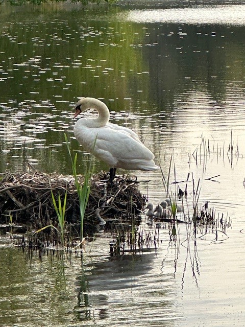 18 Maple Root Road Coventry, RI 02816 - Photo 37 of 44