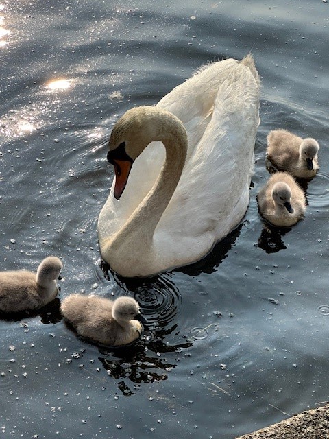 18 Maple Root Road Coventry, RI 02816 - Photo 39 of 44