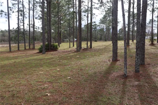 a view of a forest with trees