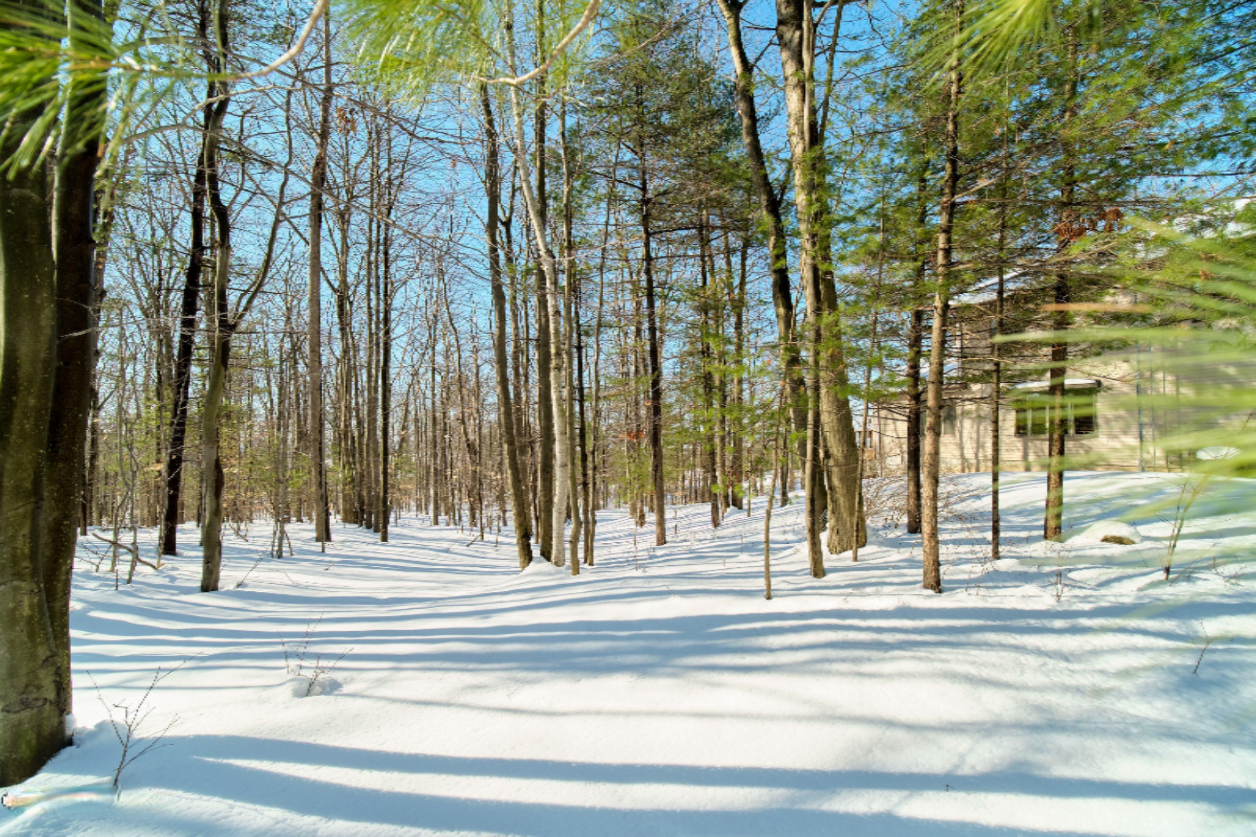 9800 Emerald Ridge Trail Onekama, MI 49675 - Photo 52 of 66 Mix of pine and hardwoods