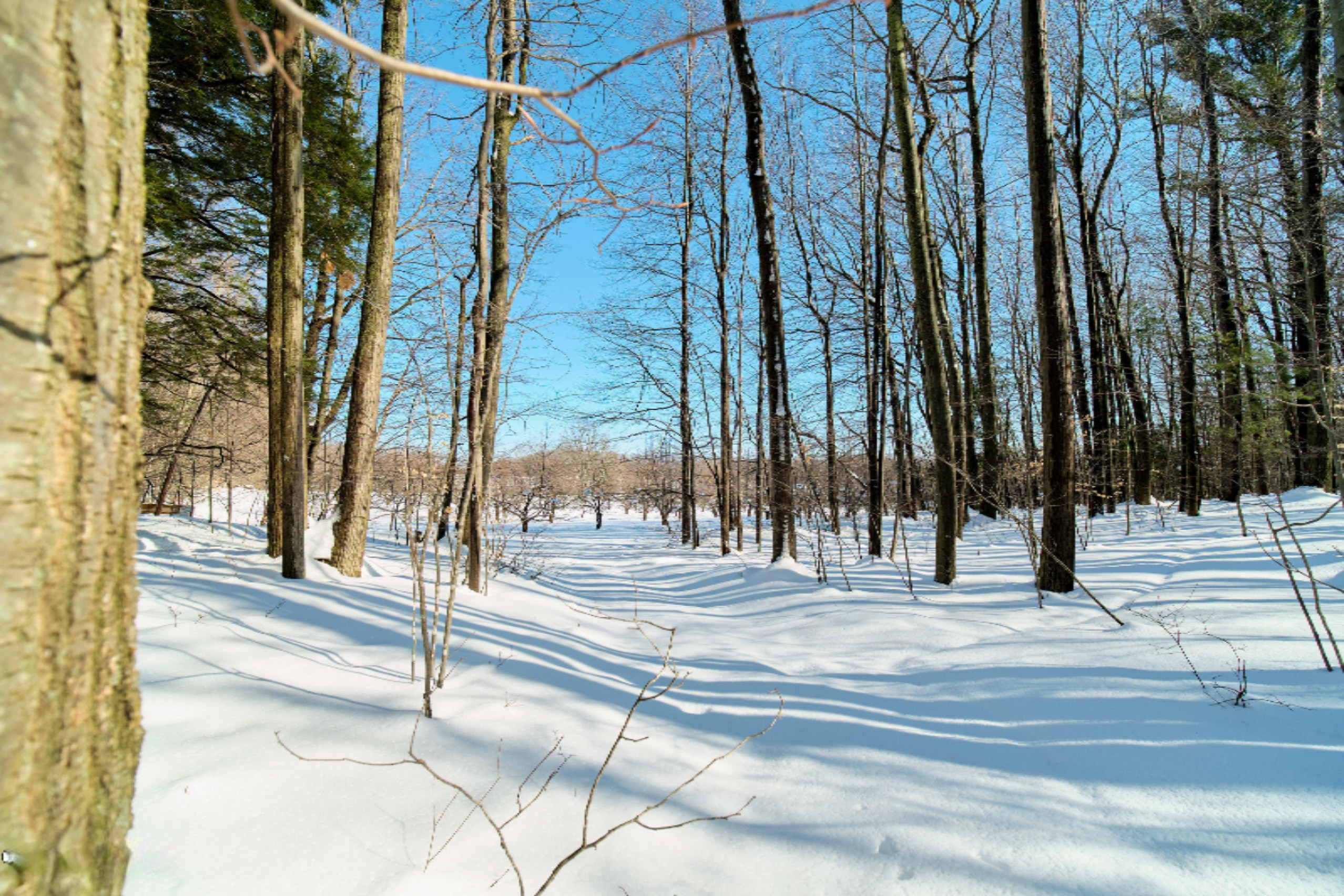 9800 Emerald Ridge Trail Onekama, MI 49675 - Photo 62 of 66 Wooded Acreage