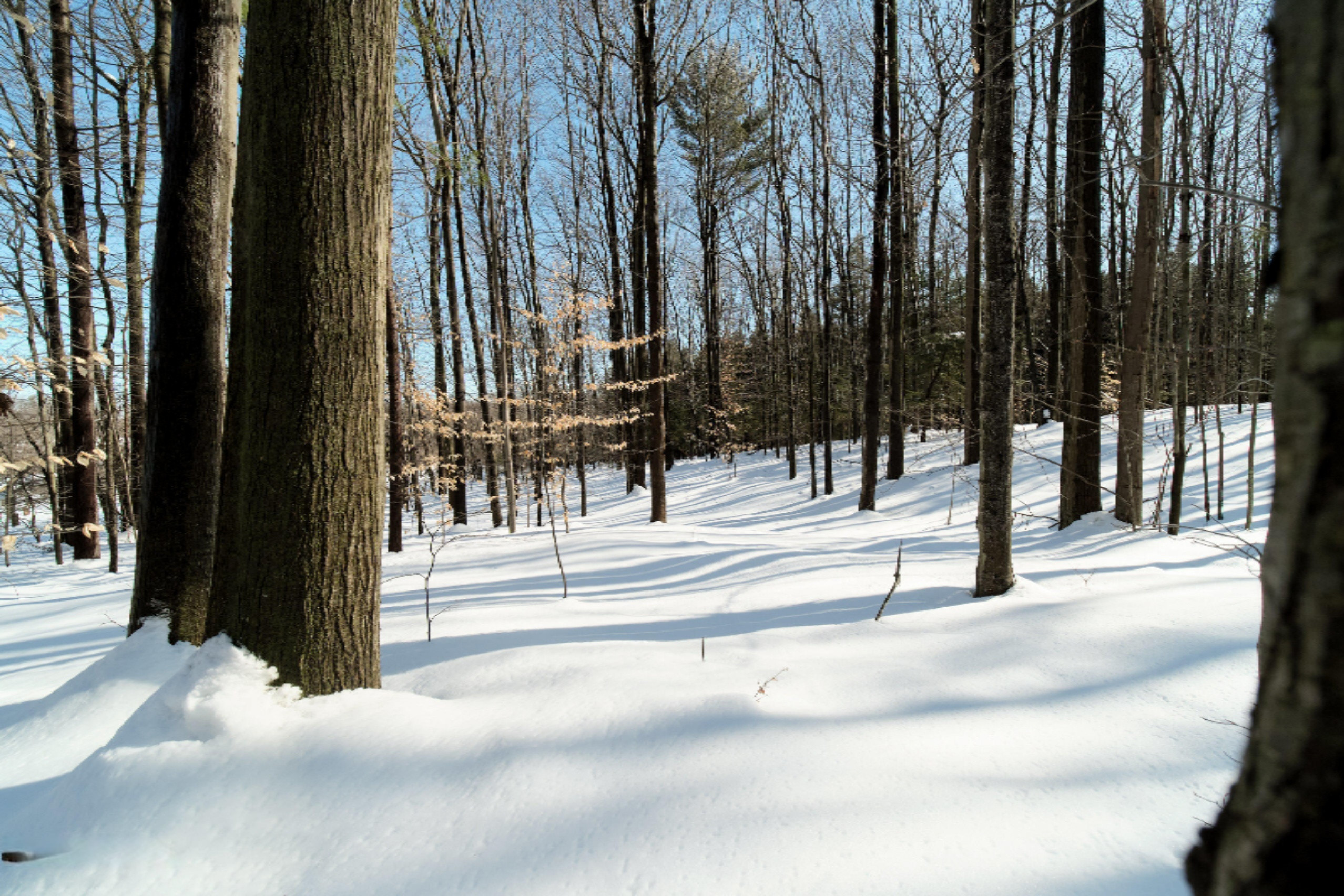 9800 Emerald Ridge Trail Onekama, MI 49675 - Photo 64 of 66 Land gently rolls