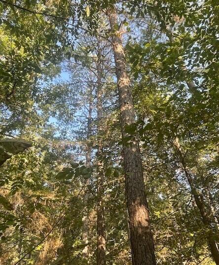 762 Co Road Walnut, MS 38683 - Photo 29 of 41 Screenshot 2024-09-23 123722