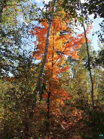 $64,900 | X30 Isak Ridge, Lutsen, MN 55612