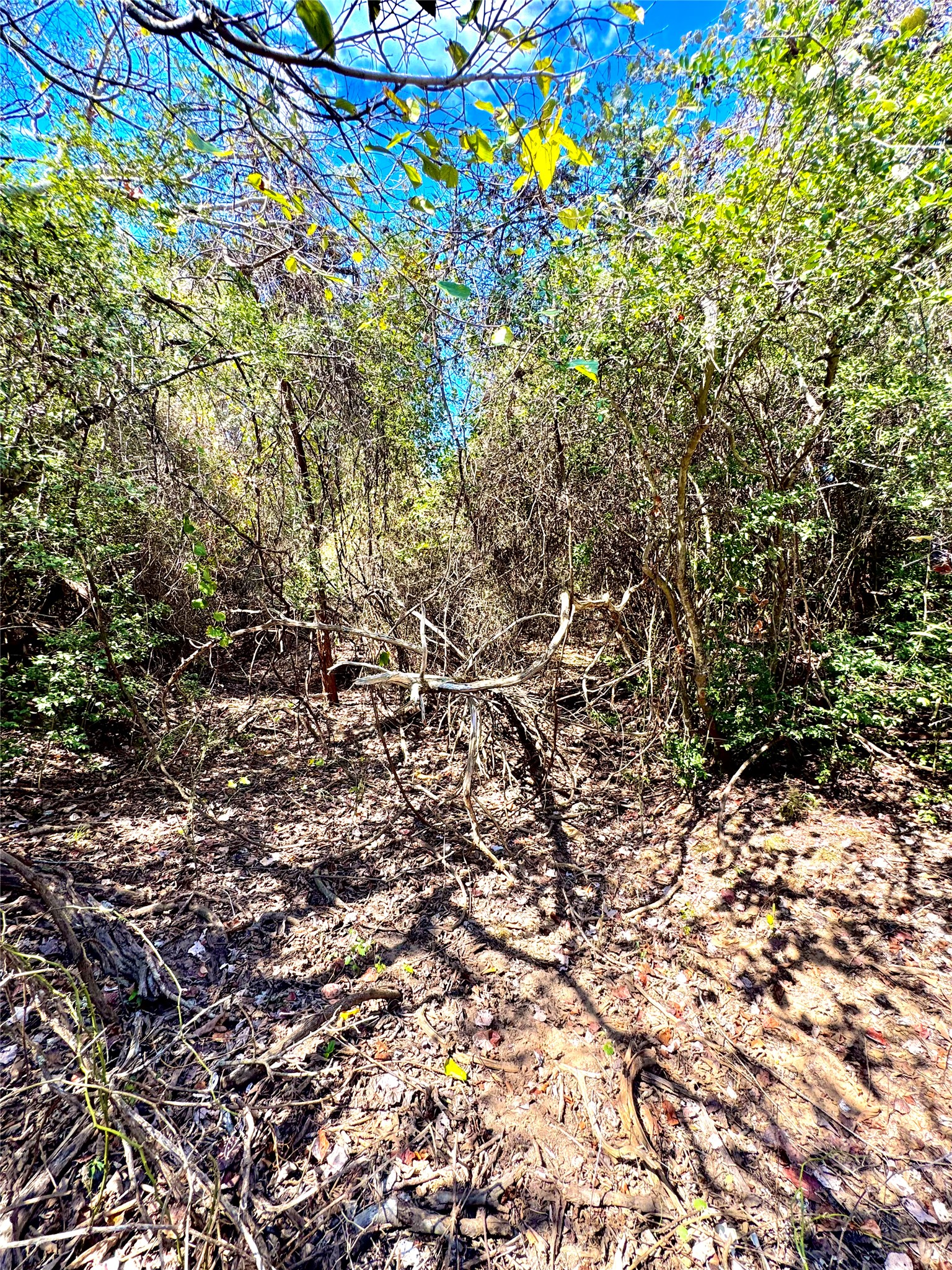 Tbd 50.62-acres Tbd 50.62-acres Rabel Road Rosanky, TX 78953 - Photo 7 of 23 View of local wilderness
