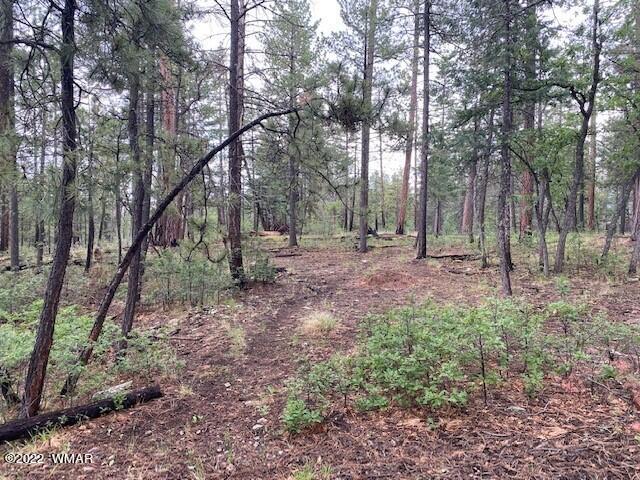 4 County Road Alpine, AZ 85920 - Photo 3 of 10