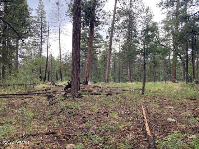 4 County Road Alpine, AZ 85920 - Photo 4 of 10