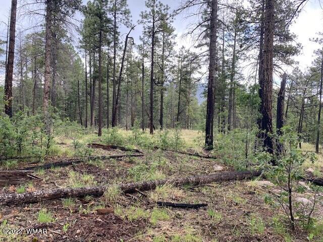 4 County Road Alpine, AZ 85920 - Photo 5 of 10
